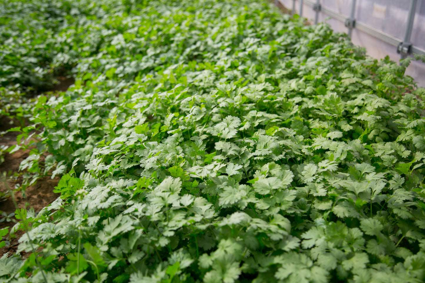 パクチージェラート(coriander)