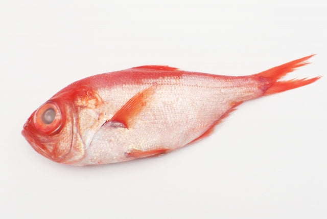 鮮魚の急速冷凍品